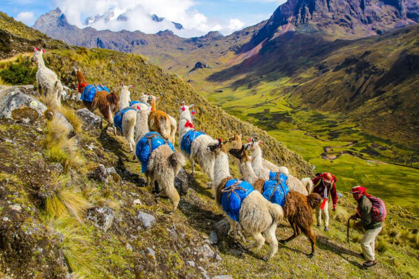 Llama and Alpaca Trekking around Cusco